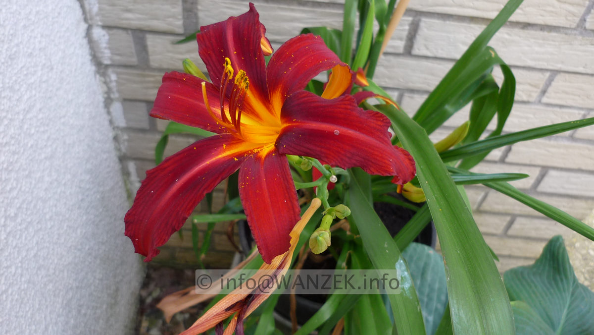 Hemerocallis Fire Byrt 1b.JPG